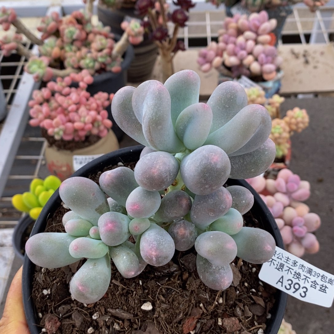 米可奶酪393/12c m