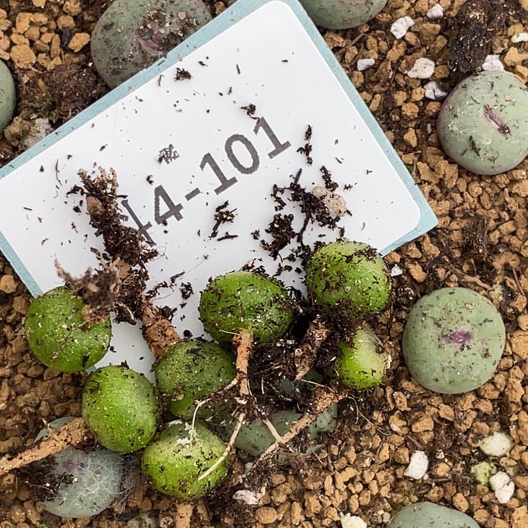 夜***叶4-101肉锥多肉植物