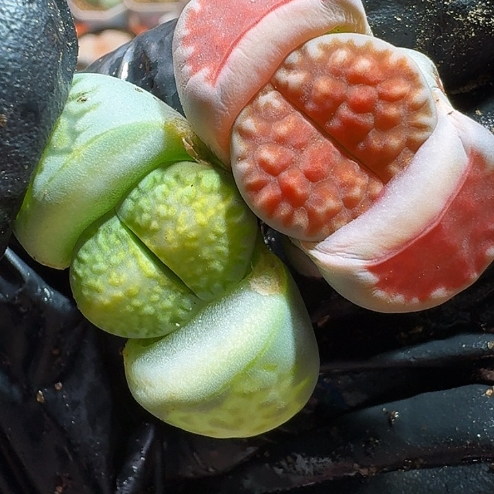 生石花111111。    271