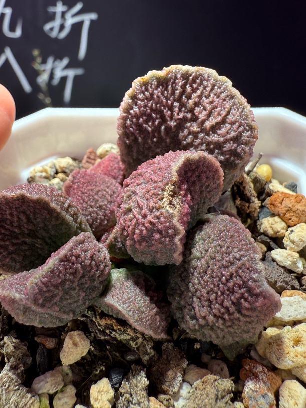 捷豹水泡，出叶子满88包顺丰