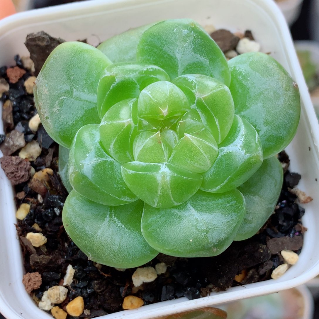 58包邮  群生不包整糖心20