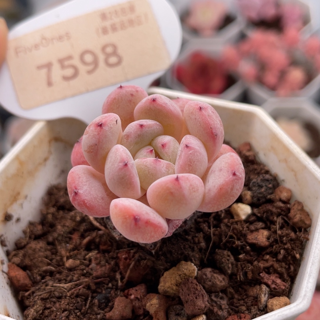 雪爪7598-3.0厘米