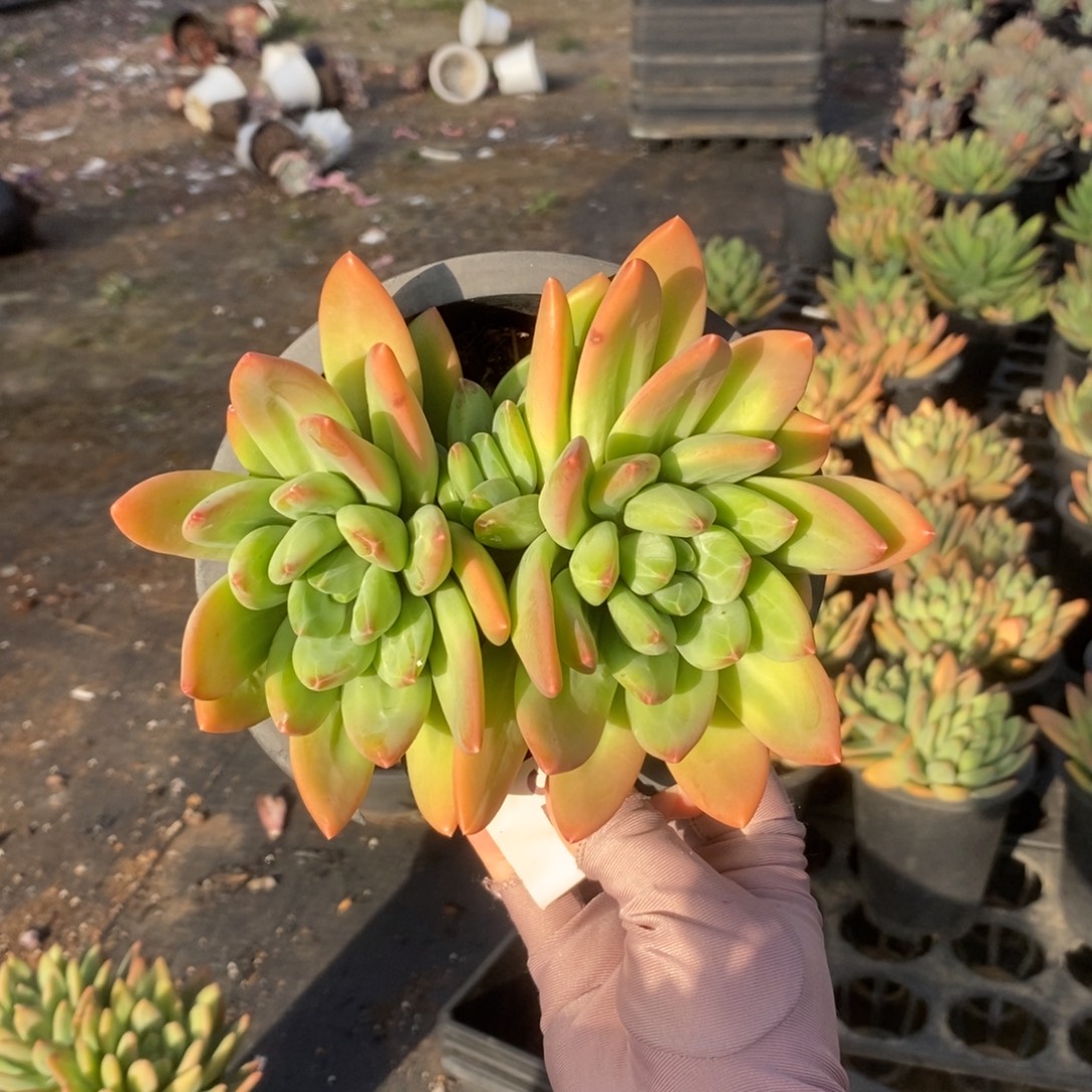 5219海洋之歌一物一拍