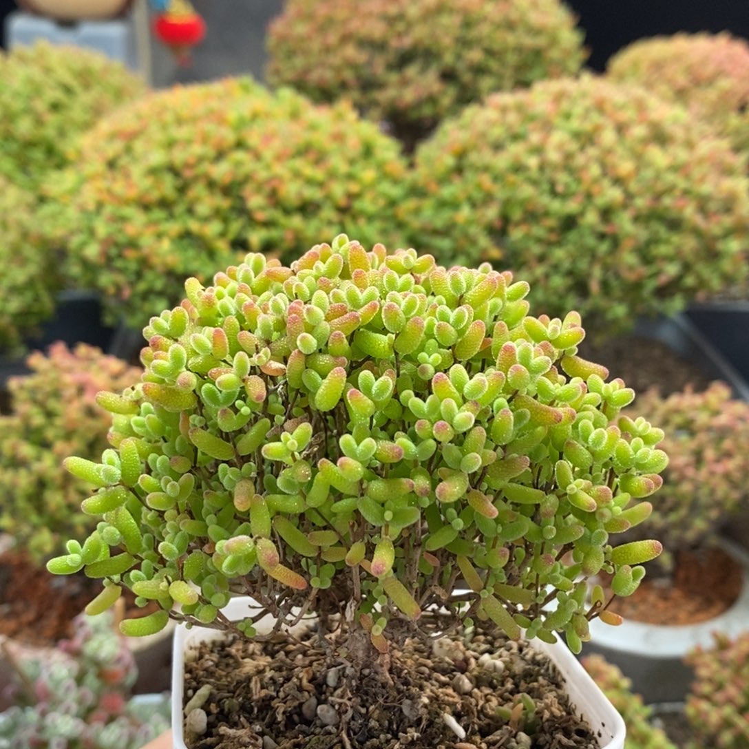 小****蜜橘糖球2545枝干番杏