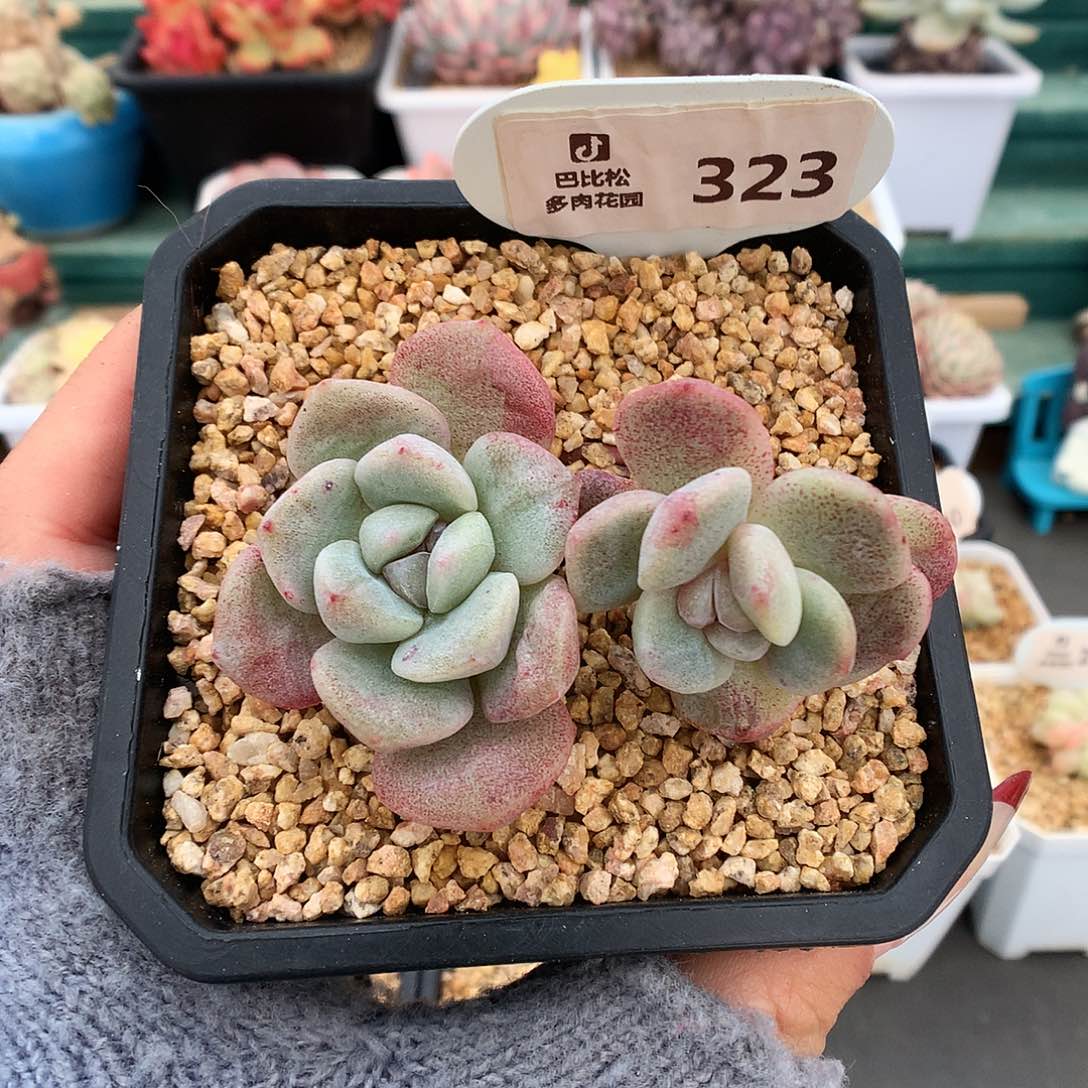 323飘枝冰玉石化多肉植物