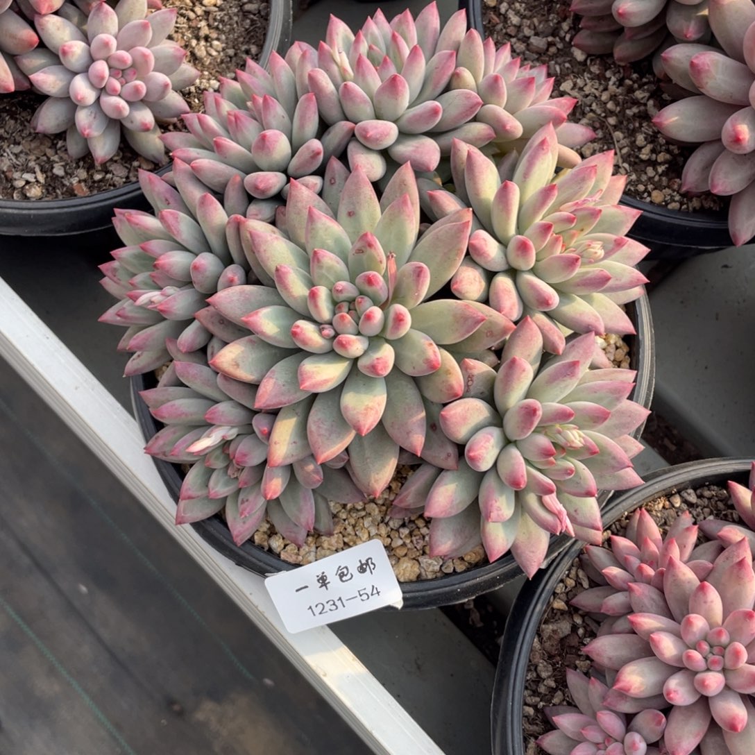 *****1231-54-虞美人。。。。。。