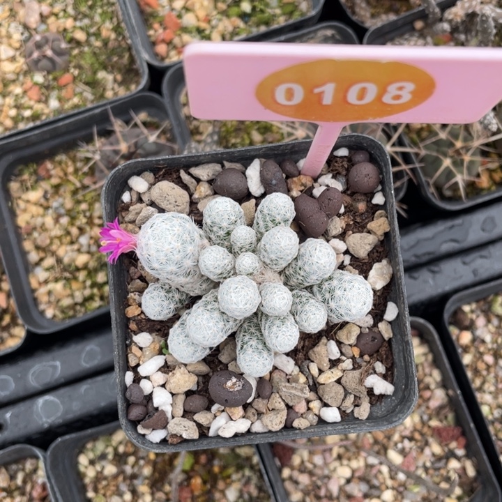 小***楠吉春星01080000000