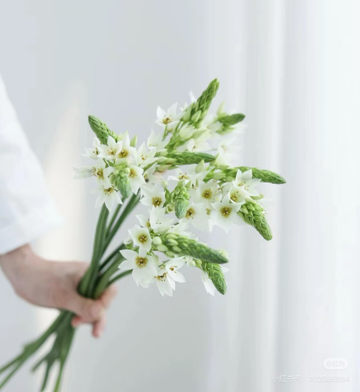 不包邮 2单起发【圣心百合】云南产地直发 | 新鲜采摘