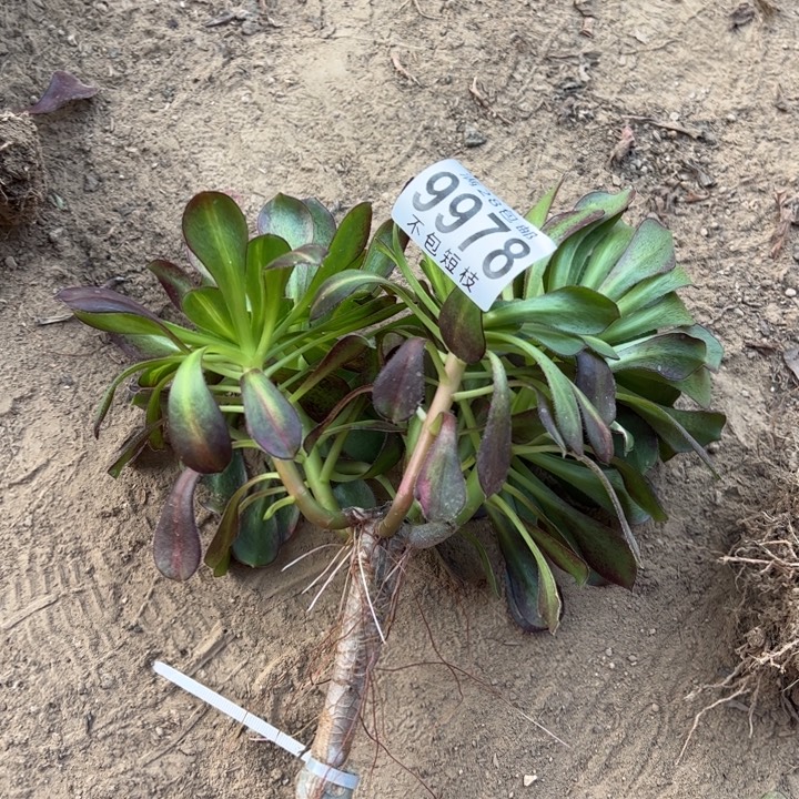 9978砍头爱马仕中斑