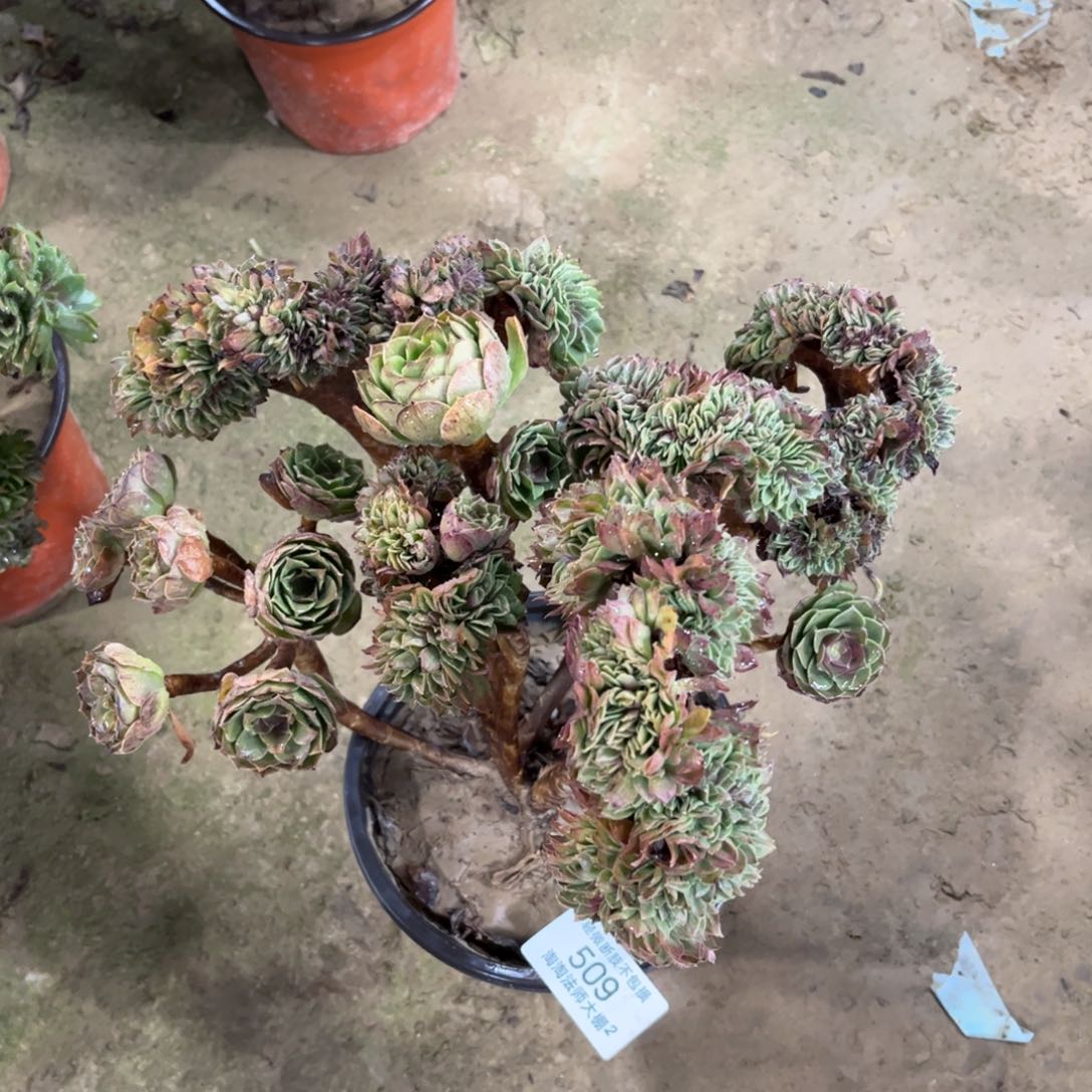 509万圣节缀化多肉植物