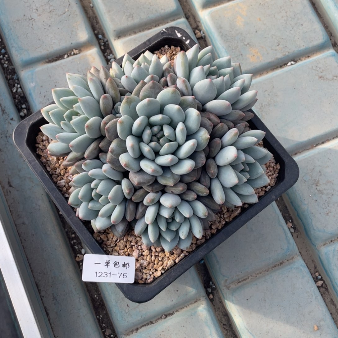 1231-76-半夏。。。。。。