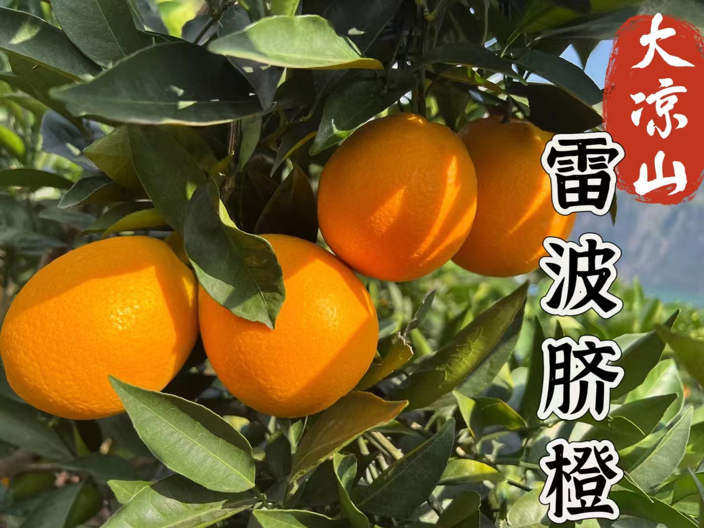 正宗四川大凉山雷波脐橙新鲜现摘产地直发香甜多汁橙子