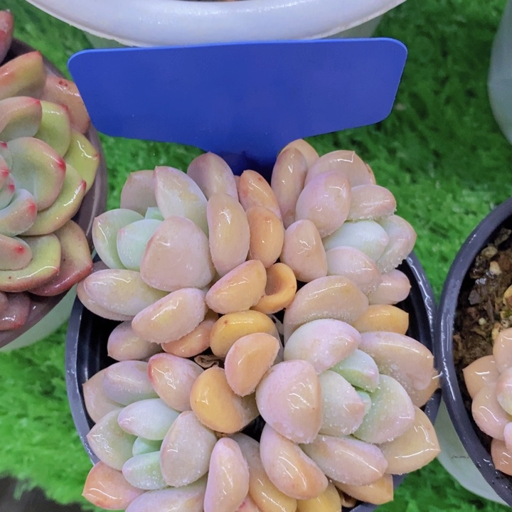 多肉植物，开心多肉