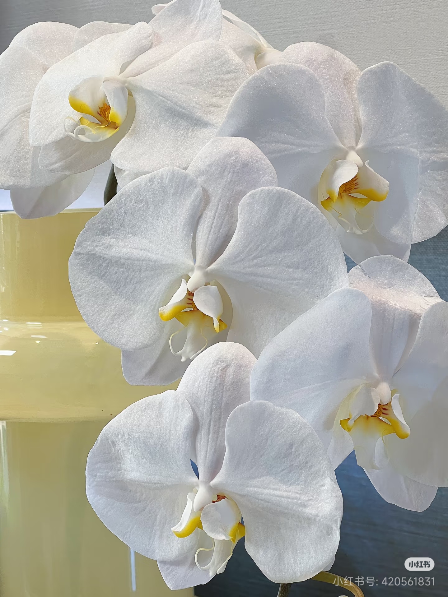 【兰语甄选】（大白V8）3.5寸白色超大花型蝴蝶兰苗