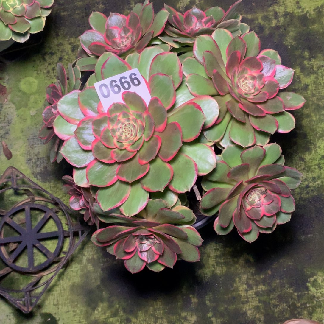 粉花妖666法师多肉植物3000000