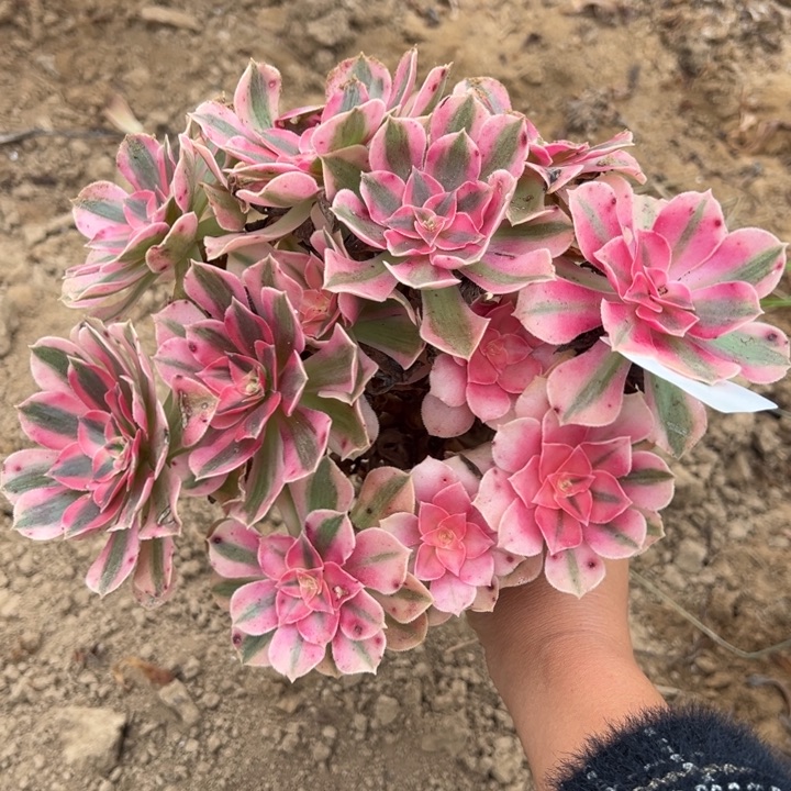 489粉女巫绣球4号