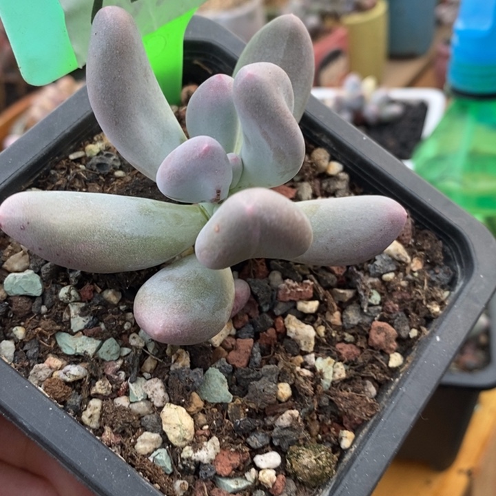 723号米可，带锦线啊啊啊啊啊