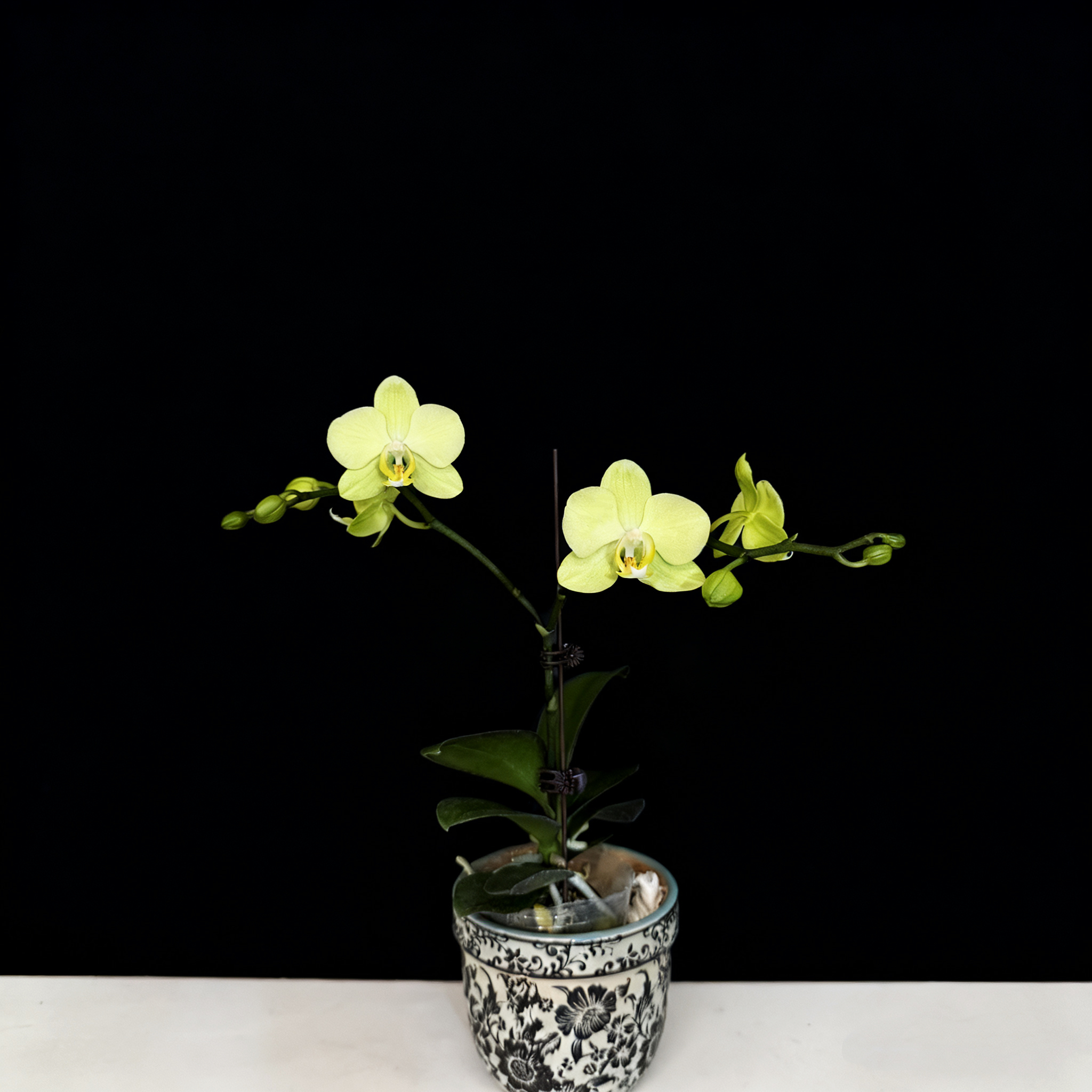 予兰花卉（卡利）3.0寸杯全花发货