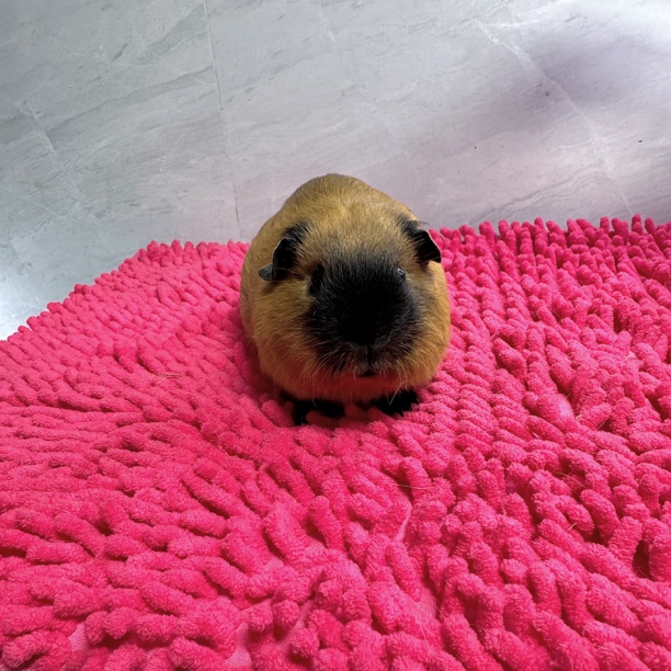 奶黄加州荷兰猪弟弟