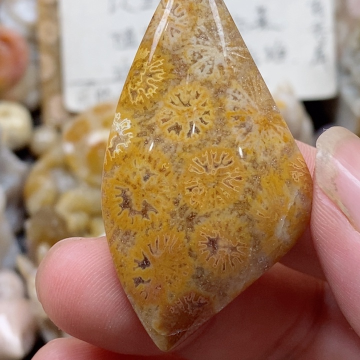 颈饰未镶嵌硅化珊瑚（珊瑚玉）有瑕