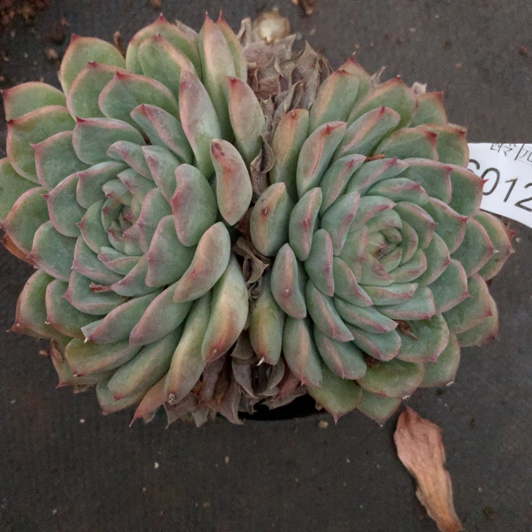 文*6012杂交精品基地14厘米