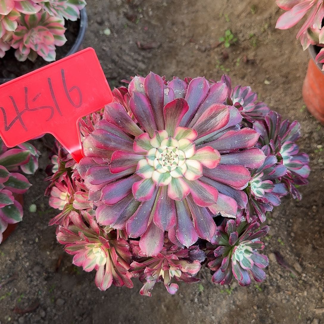 4516红铜超白多肉法师