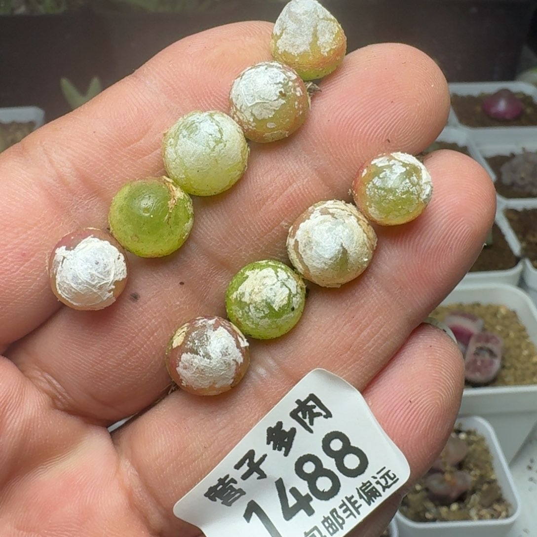 灯泡1.0以上。         