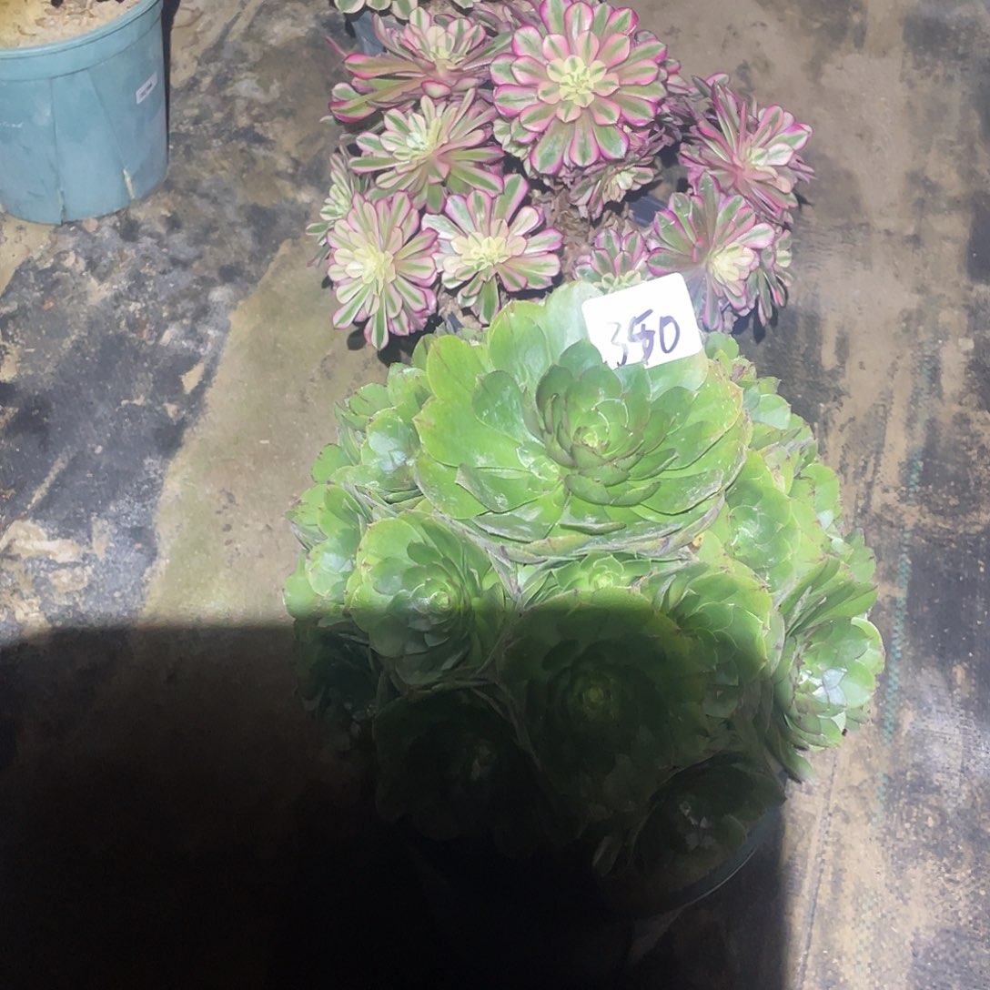 350法师植物组合