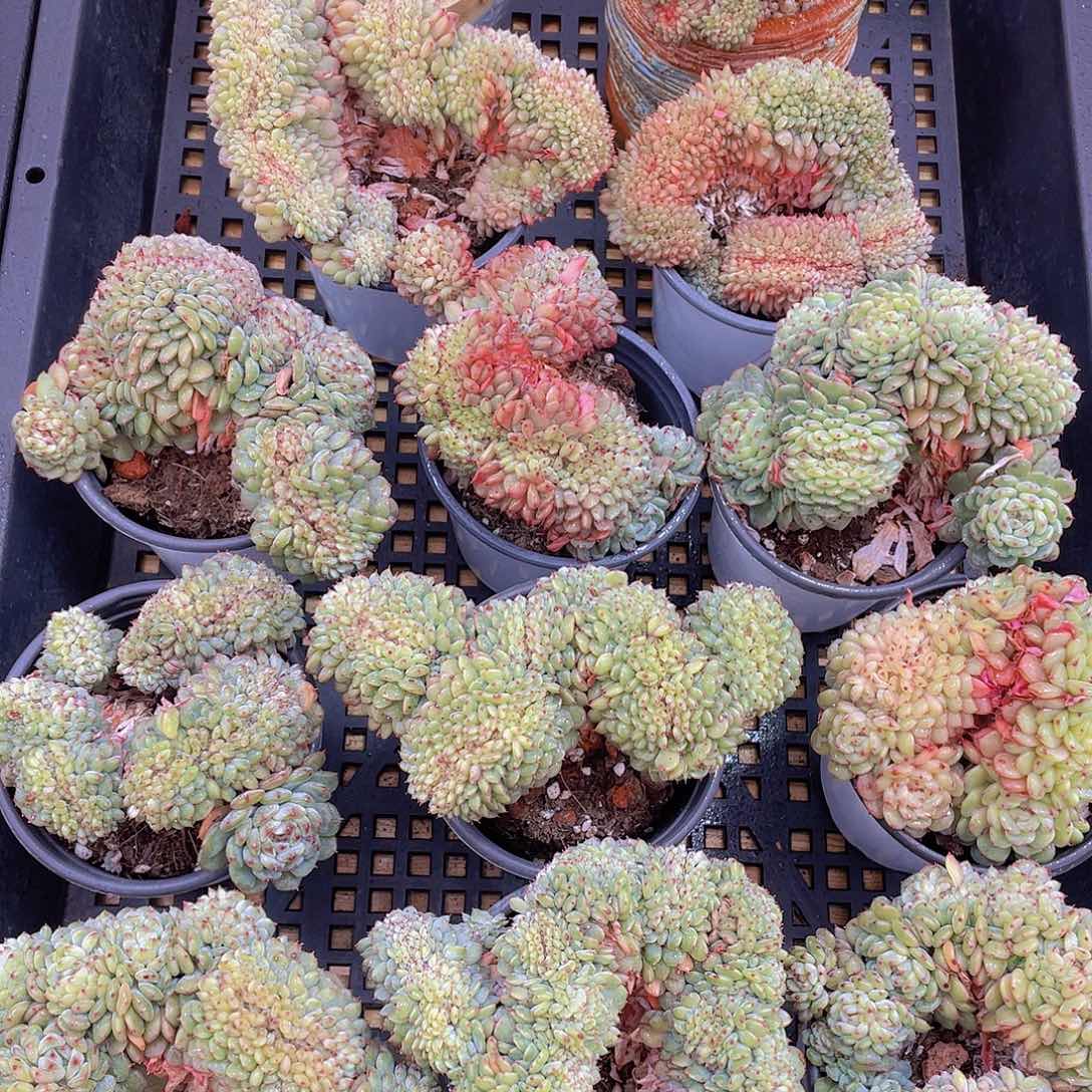 量拍64号 白胖子缀化一个