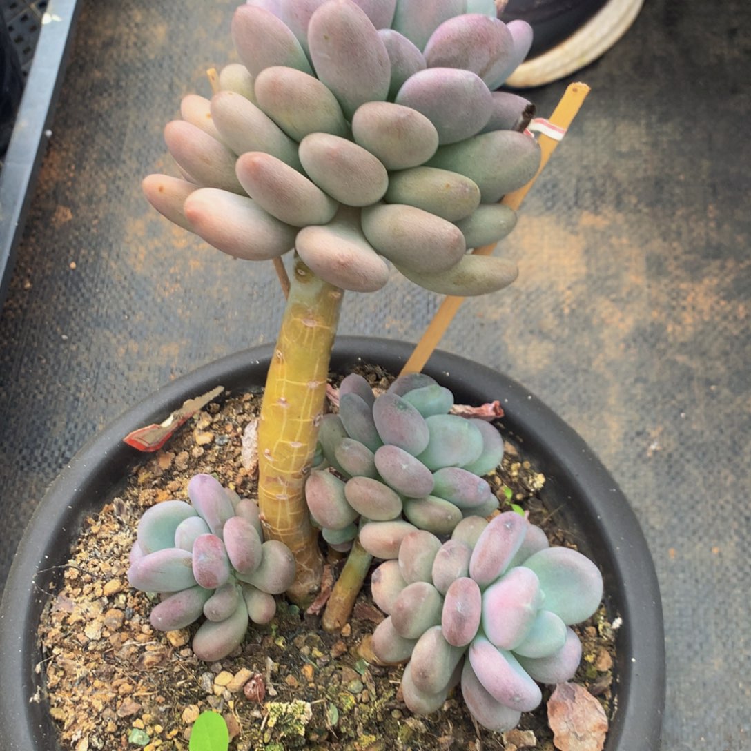 月美人000000000000