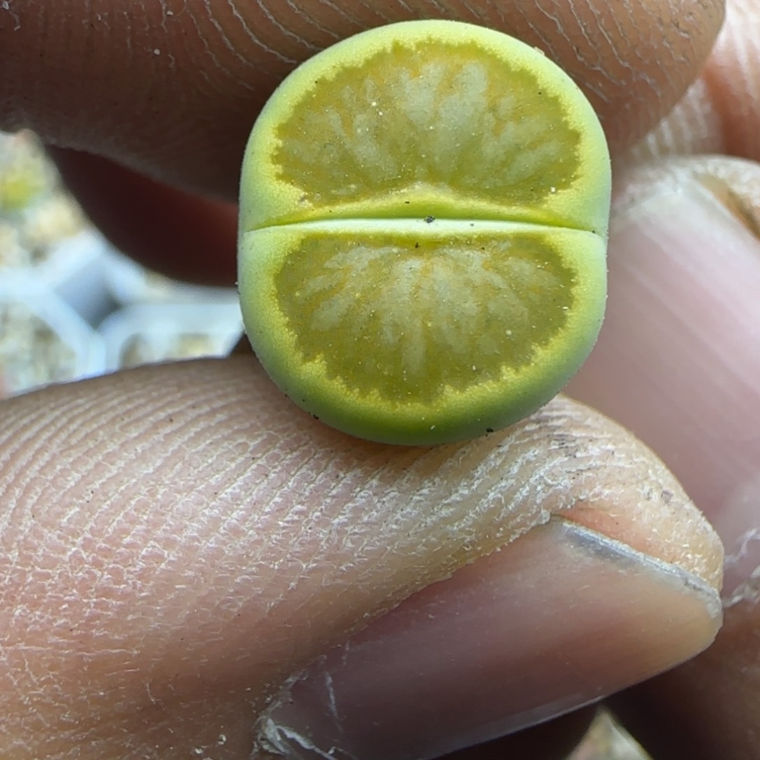 030 生石花大棚直播