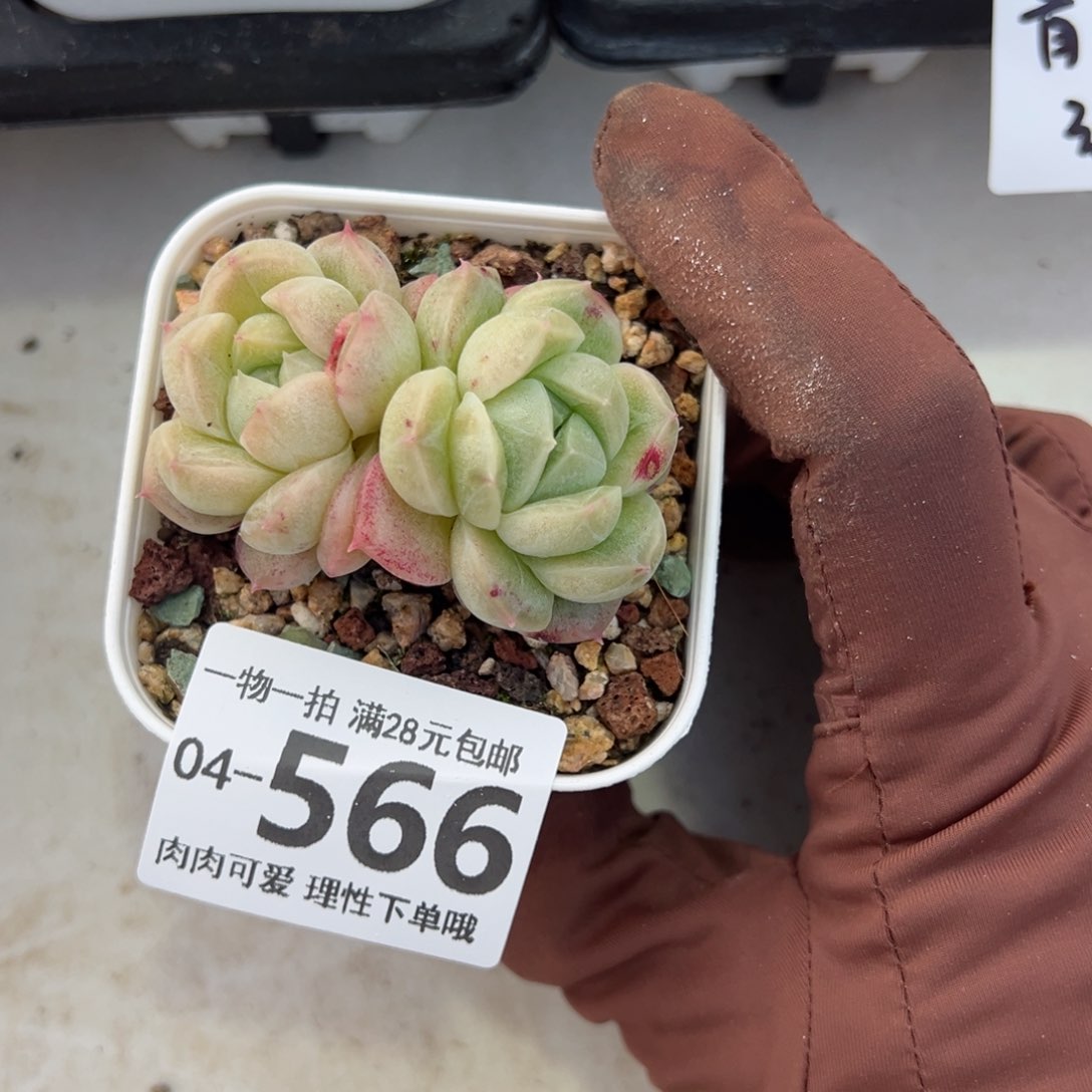 石化青团多肉多肉多肉多肉