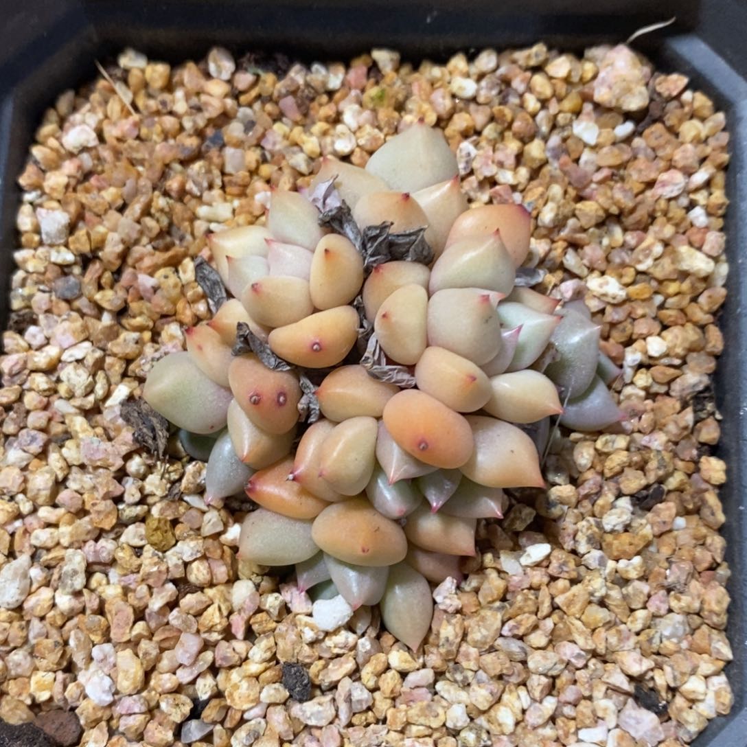 健健康康快快乐乐多肉植物_黄金象牙