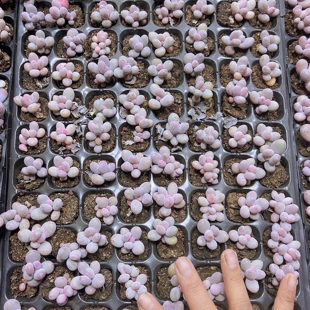 彩红奶3个19包邮多肉植物