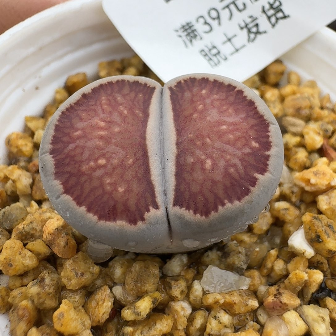 830多肉哈哈哈哈哈哈哈哈