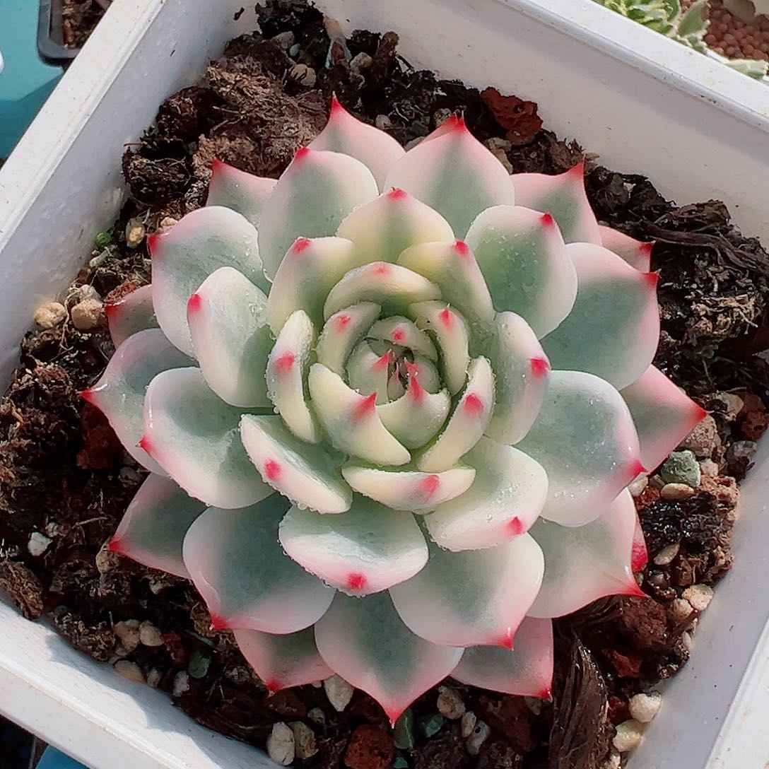 吉娃娃锦，覆轮锦