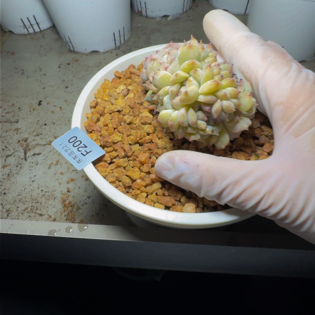 f f f f f f f f f f f 200