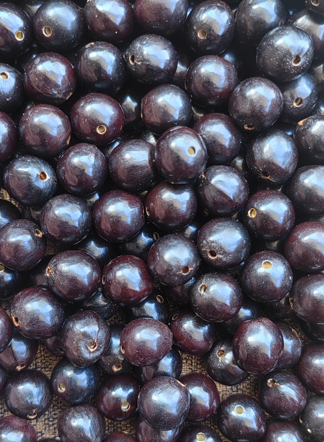 无患子散珠已打孔 封存四年左右老料100粒/包 能盘透能玉化能开片