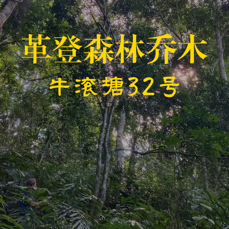 【革登牛滚塘32号】2025年头春头采森林乔木大树普洱茶生茶 野韵足