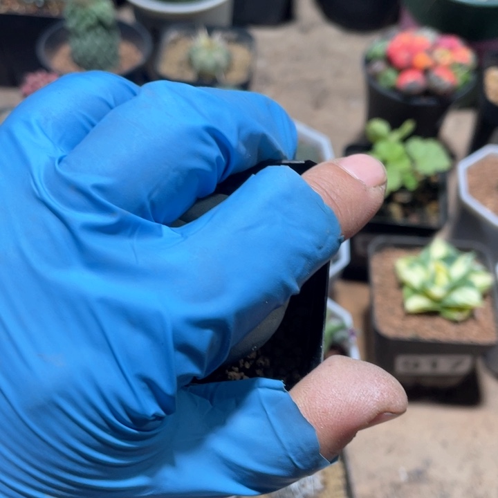 943实生海鲜仙人球