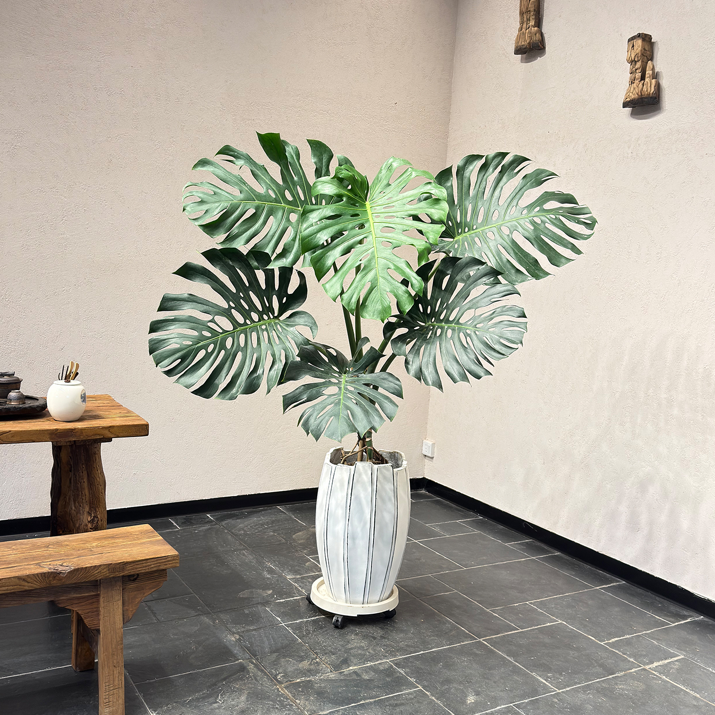 HONGX/鸿信园艺老桩龟背竹大型盆栽室内大型绿植净化空气四季好养