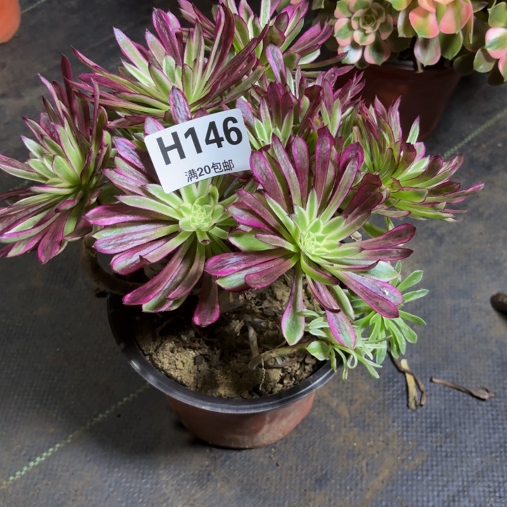 瑞妈，，。。。。146荧光仙墨，