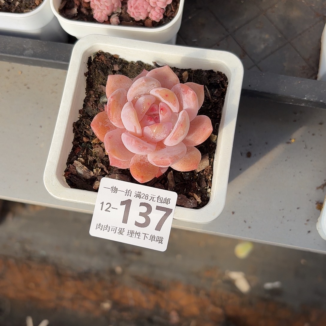 棒***）橙梦露无盆无发货