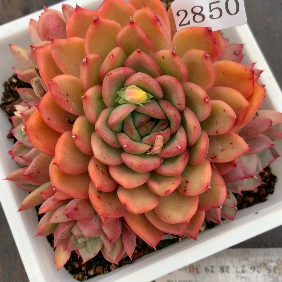 2850杂交多肉老桩