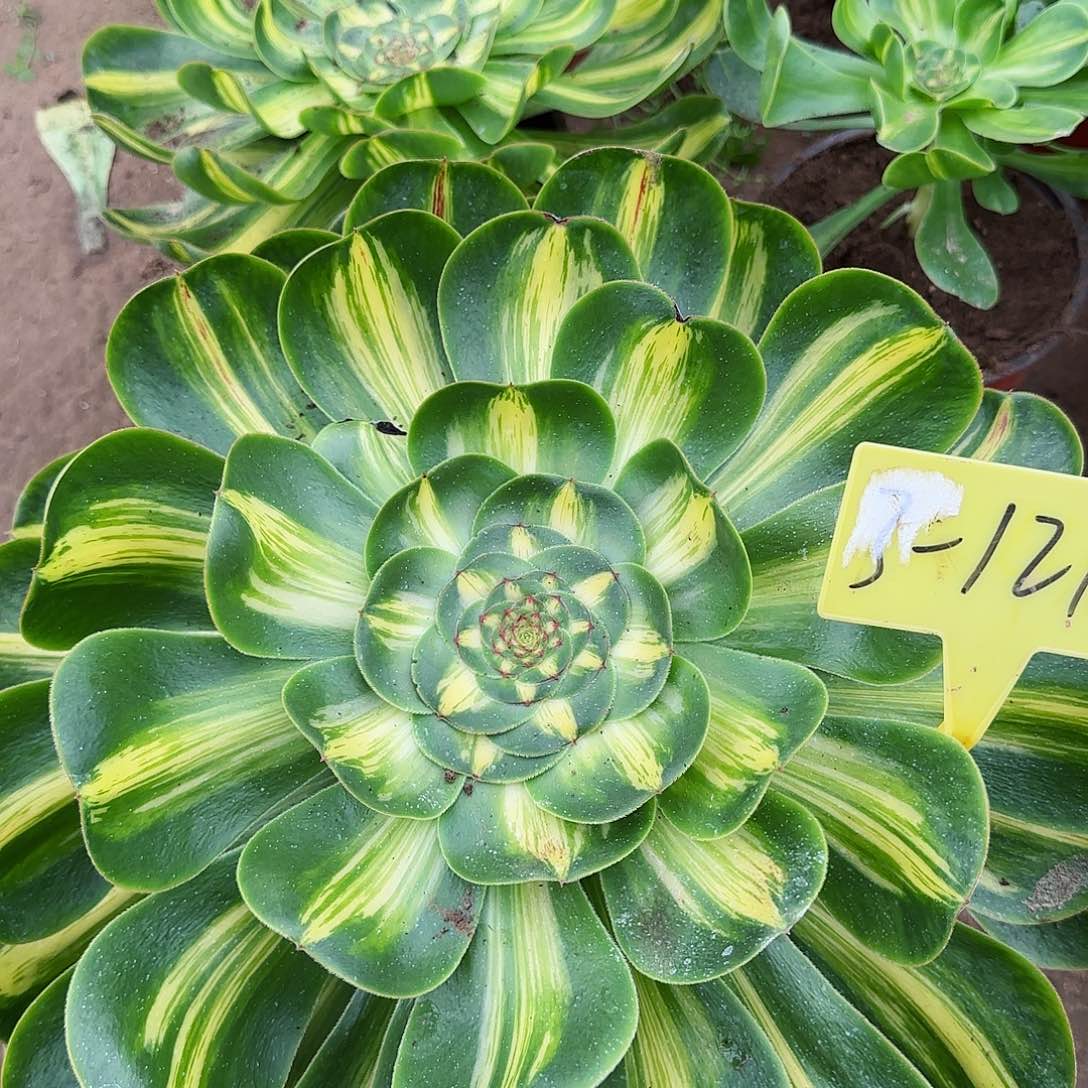 3-1211---多头多肉植物