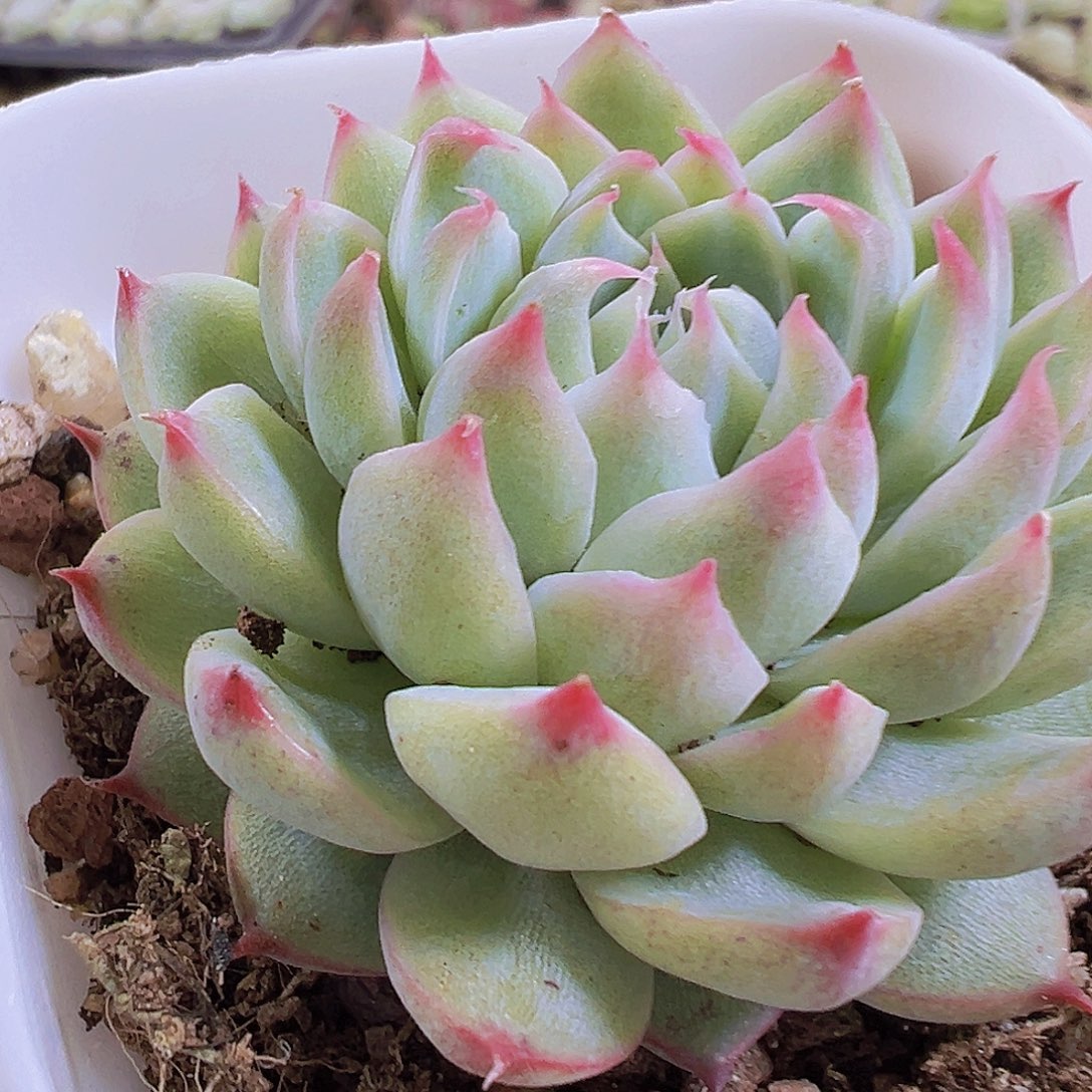 梦瑶19包邮多肉哦哦