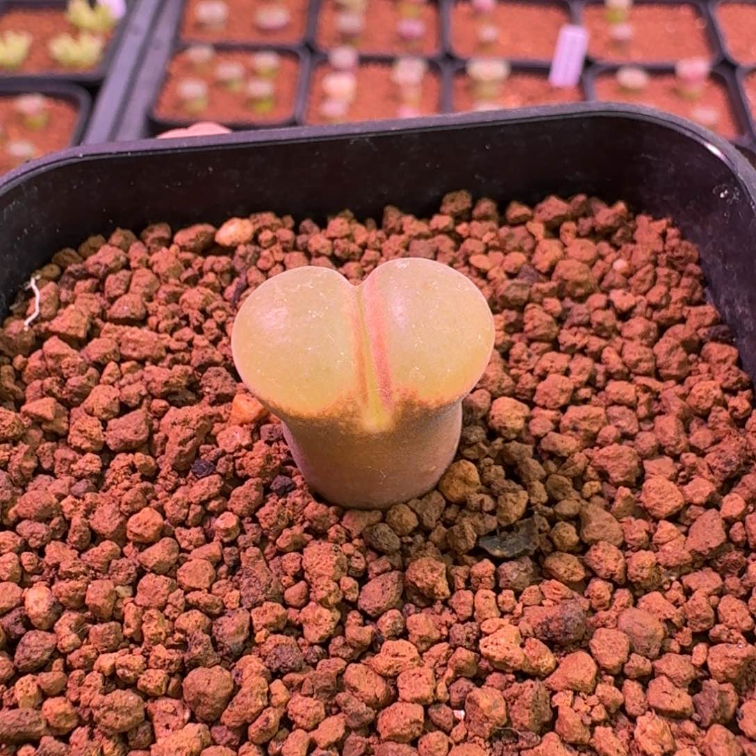 云缦精品番杏23.8