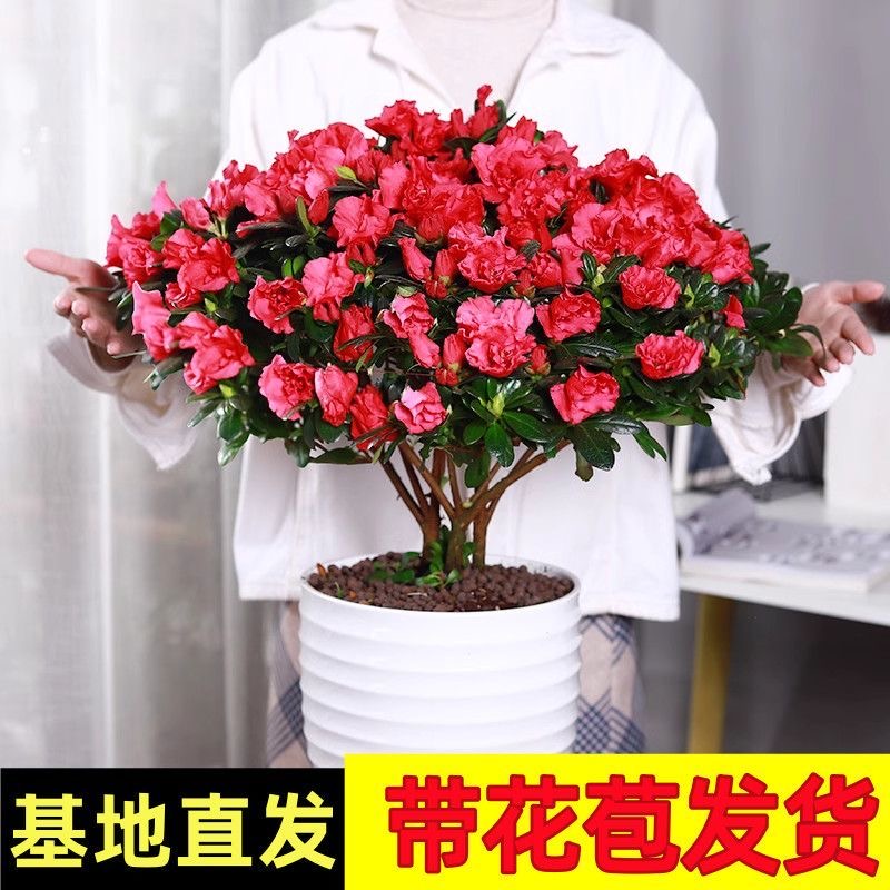 四季开花带花苞杜鹃花盆栽室内外阳台客厅好养花卉绿植