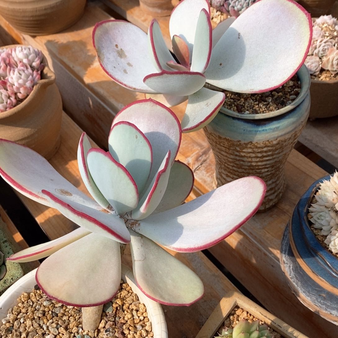 精品多肉一物一拍不包整