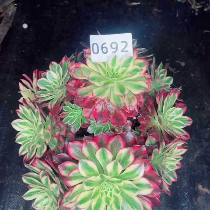 鲸***5天合多肉发货发货